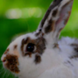 Meet your Posher, Bella